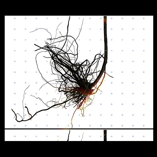 FIELD NOTES OF EMERGENCE - installation detail