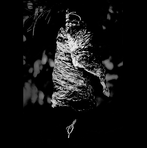 HIVE: OBJECTS OF TENSION - mixed media sculpture